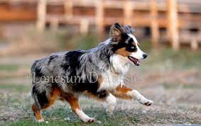 Emma wird am 24.07.2021 12 monate jung (geb. Toy Mini Australian Shepherd Females
