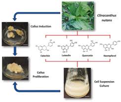 Popo started with 100 leaves of sabah snake grass today after obtaining from kuku's friend house. The Development Of Callus And Cell Suspension Cultures Of Sabah Snake Grass Clinacanthus Nutans For The Production Of Flavonoids And Phenolics Sciencedirect