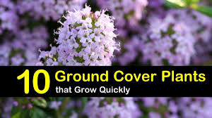 Check out these 18 flowering ground cover plants, you'll find some best low growing plants on this list, they're not only easy to grow but looks beautiful too. The 10 Best Evergreen Ground Cover Plants That Grow Quickly