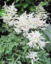 Astilbe Shade Plants Gardening Perennials Shade Plants Moon Garden Pretty Plants