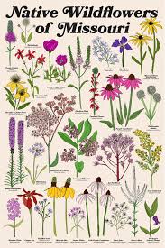 Check spelling or type a new query. Missouri Wildflowers Art Print By Form And Fancy X Small Arizona Wildflowers Wild Flowers Native Plant Gardening