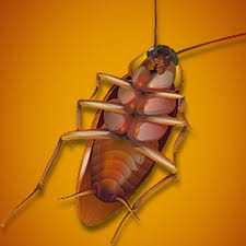 We did not find results for: All Houston Pest Control Pest Control 2021 Aldine Mail Rte Houston Tx Phone Number