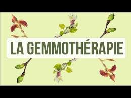 Du Latin Gemmae Signifiant Bourgeon La Gemmotherapie Est Une Branche De La Phytotherapie Cette Medecine Utilisant Le Gemmotherapie Phytotherapie Bourgeon