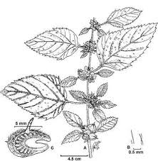 Image result for Malvastrum coromandelianum