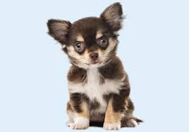The puppy should always be kept warm, just like you would with a human baby. Chihuahua Puppies Buy Puppy In Dubai Happy Paws Dubai