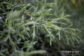Image result for Cupressus macrocarpa