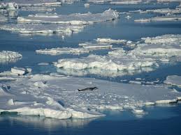 Today's closing of the commission for the conservation of antarctic marine living resources (ccamlr) meeting made history by declaring the largest marine protected area on the planet in antarctica's ross sea. Antarctica S Ross Sea Is Now The World S Largest Marine Protected Area Wired Uk