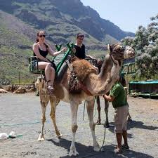 Camel ride across the gran canaria sand dunes. Gran Canaria Jani Bizjak