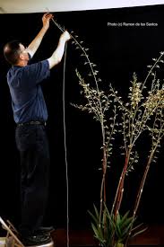 Image result for Eulophia petersii