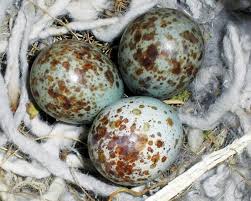 Blue Bird Eggs With Brown Spots Northern Mockingbirds Lay Three To Five Blue To Green Eggs Heavily Streaked With Brown Spots And Blotches The Eggs Hatch In 12 Bird Eggs Birds Backyard Birds
