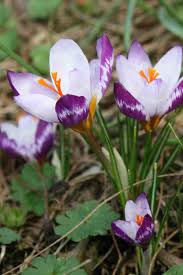 Edelsten was born 12 may 1891 in enfield, middlesex, england the third son to john jackson edelsten and jessica gooding. Crocus Sieberi Hubert Edelsten Michael Camphausen