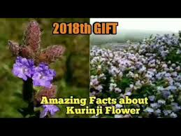 Tamil nadu was not divided into two countries. Amazing Facts About Kurinji Flower In Tamil Youtube