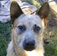 Queensland heeler is originated from australia but blue lacy is originated from united states. Australian Cattle Dog Aka Acd Blue Heeler Queensland Heeler Spot Magazine