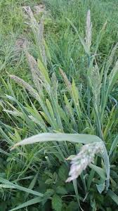 Image result for Holcus