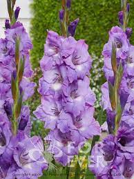 Gladiolus Amor Fati Gladiolus Gladiolus Flower Beautiful Flowers