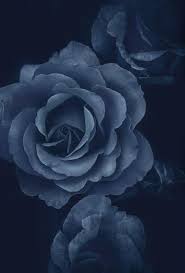 Gothic Black And Blue Roses Midnight Blue Rose Blue Roses Rose Wallpaper Rose