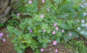 Image result for Talinum fruticosum