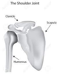 Joint anatomy,how to draw elbow joint,elbow joint,shoulder joint,how to draw hinge joint,easy diagram,how to,how to draw ball and socket joint, how to draw hinge joint do like, subscribe, share and comment thanks for watching. The Shoulder Joint Labeled Diagram Royalty Free Cliparts Vectors And Stock Illustration Image 32265032