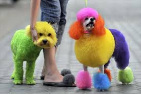 The dyed hair is wrapped to prevent it from getting into other hair. How To Dye A Dog S Hair At Home Using Kool Aid Pethelpful By Fellow Animal Lovers And Experts
