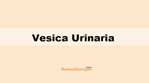 The kidneys are located on the posterior wall. Kandung Kemih Vesika Urinaria Pengertian Struktur Ciri