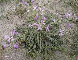 Image result for Blotiella sinuata