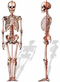 The lumbar spine connects to the thoracic spine above and the hips below. Spine Anatomy Doctor In Fishkill Ny