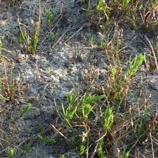 Image result for Eleocharis caduca