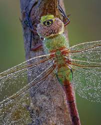 2024 Spring Bridges by Natural Resources Foundation of Wisconsin