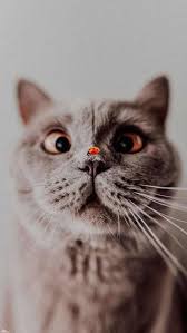 Here's one of my favorite photos of the foofmeister, john meowliver, which i think could make a swell phone wallpaper! 45 Cute Funny Cat Iphone Wallpaper Backgrounds Free Download