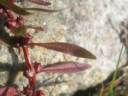 Image result for Rotala filiformis