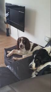 Maybe you would like to learn more about one of these? Springer Spaniel Dogs Mn The Y Guide