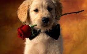 Golden retriever mix breeds are the most saught after breeds of. 350 Golden Retriever Hd Wallpapers Background Images