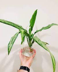 Do not keep in temperatures below 50 °f (10 °c). Aglaonema Chinese Evergreen The Ultimate Care Guide