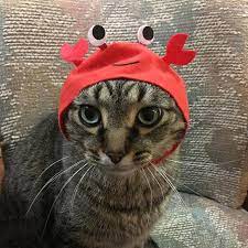 Mercury In A Crab Hat Cherylscatsandcompany Instagram Photos And Videos Tabby Cat Cats Illustration Kitty