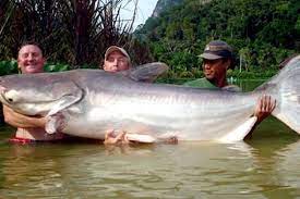 Mekong giant catfish メコンオオナマズ （ pangasianodon gigas ）は 条鰭綱 骨鰾上目 ナマズ目 パンガシウス科パンガシアノドン属に分類される 魚 。 iucn 絶滅危惧ia類。 Mekong Giant Catfish Alchetron The Free Social Encyclopedia