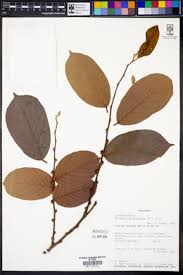 Image result for Bridelia atroviridis