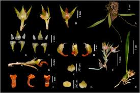 Image result for Bulbophyllum sp. nov