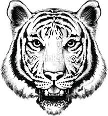 Tiger Tattoo Tatoo Animali Micio