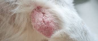 Image result for scabies dog ear