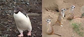 They are covered with fur, feathers, skin and scales. Week 3 Animals And Ecosystems At The Extremes View As Single Page