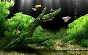 Dream Aquarium Akvaryum Ekran Koruyucu Genel Yazilim Forumu Chip Online Forum