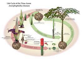 Amorphophallus Titanum Titan Arum Corpse Flower Amorphophallus Titanum
