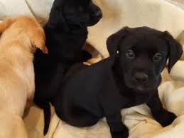 Find the perfect puppy at puppyfind.com. Puppies For Sale In Nottinghamshire Dogsandpuppies Co Uk