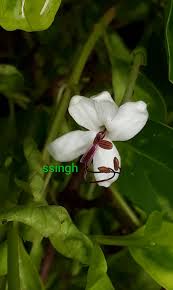 Image result for Clerodendrum fasciculatum