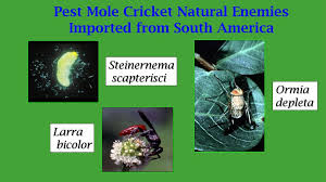 Ron cave, discusses integrated pest management (ipm) in mole crickets with dr. Integrated Pest Management For Landscape And Turf Ppt Download
