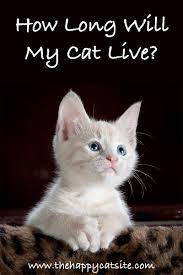 If your cat develops hyperthyroid disease, she will be on methimazole for the long term, provided she doesn't develop any of the serious side effects associated with the drug. How Long Do Cats Live A Guide To Cat Lifespan And Living Longer