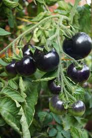Gardening is a joyful and maddening business for those involved. Black Tomatoes Tomato Plant Free Photo On Pixabay