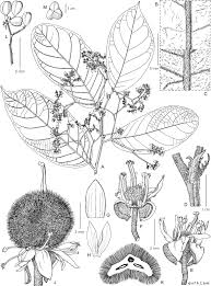 Image result for Dichapetalum