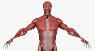 Full Human Muscle Anatomy Medical Edition 3d Model Human Muscle Anatomy Muscle Anatomy Arm Muscle Anatomy