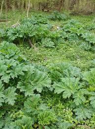 В поморском диалекте русского языка растение называют боржовка, бурша и д.р. Chem Opasny Ozhogi Borshevika I Kak Okazat Pervuyu Pomosh Rasskazyvaet Vrach